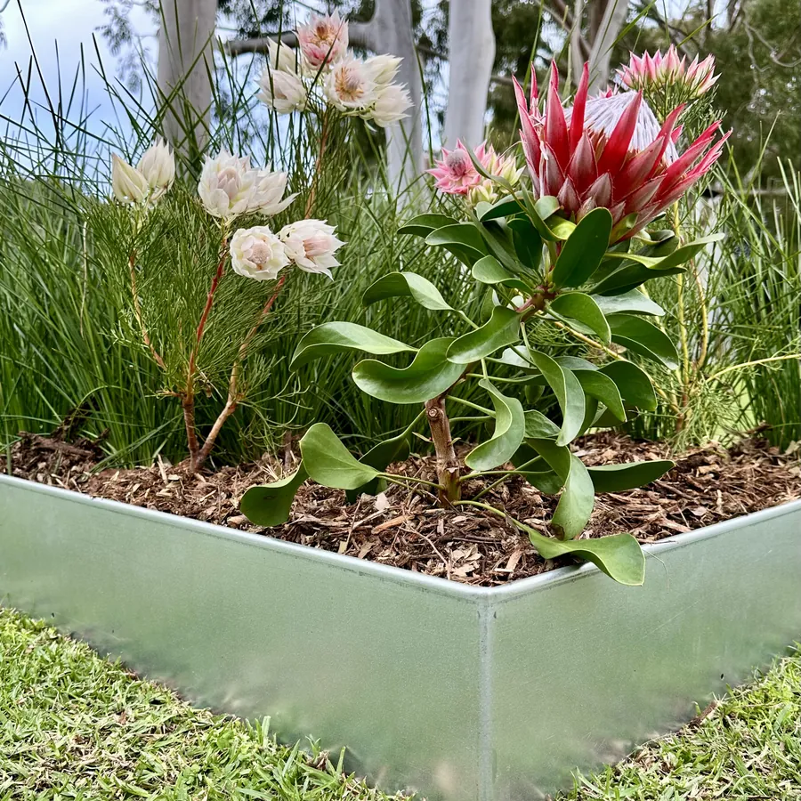 Square raised bed with pale silver metal walls, planted with proteas and grasses